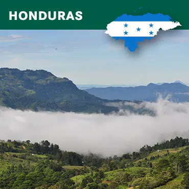 Honduras Flor Azul - obrazek 3